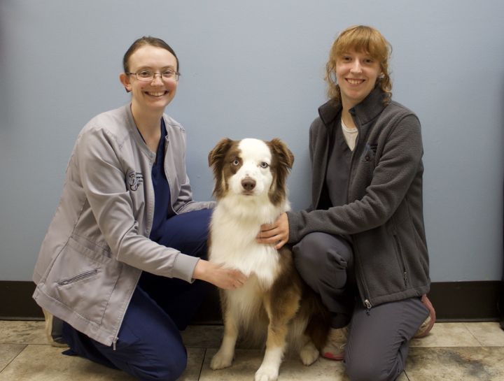 animal hospital in Richmond