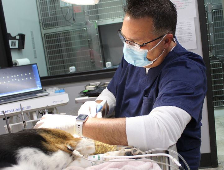 $City Pet Dentists